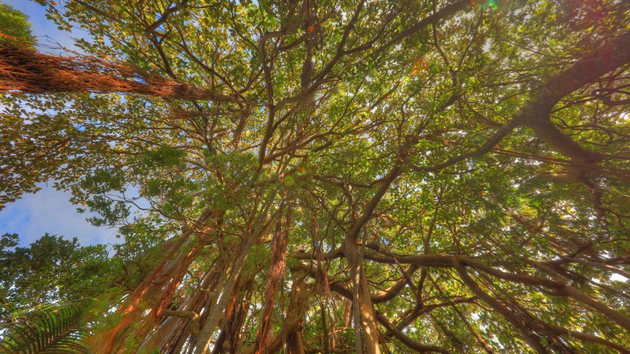 The Broken Banyan Apartment Lord Howe Island Luaran gambar